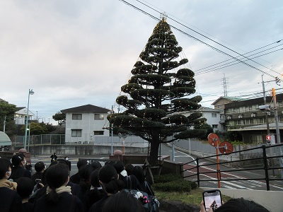 20211111tree